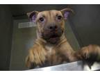 Adopt HAZEL PUP 6/CANDY CORN a Mixed Breed