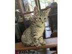 Adopt Catalina a Domestic Short Hair