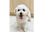 Adopt Rian a Bichon Frise