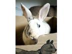 Adopt Honey Bun a American / Mixed rabbit in Surrey, BC (39121410)