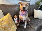 Adopt Millie Yoscelin a Pit Bull Terrier, Staffordshire Bull Terrier