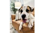 Adopt June Bug Ark Loyal Lover a Hound, American Staffordshire Terrier