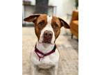 Adopt Tabby Ark a Pit Bull Terrier, American Staffordshire Terrier