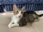 Adopt Tiny Constellation a Domestic Short Hair