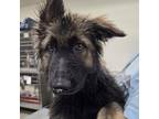 Adopt Miracle a German Shepherd Dog