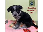Adopt Dixie's Pup-Freckles a Curly-Coated Retriever
