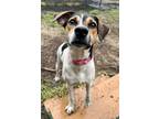 Adopt Jewels a Hound, Mixed Breed