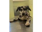 Adopt Uno a Catahoula Leopard Dog, Mixed Breed