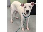 Adopt Fancy Pants a Pit Bull Terrier, Mixed Breed