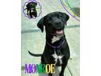 Adopt Monroe a Labrador Retriever, Mixed Breed