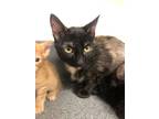 Adopt Superior a Domestic Short Hair