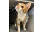 Adopt Rebal a Domestic Short Hair