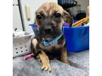 Adopt Ruger a Mixed Breed