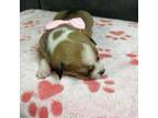 Adopt Light Pink Female a Pit Bull Terrier, Australian Shepherd