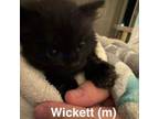 Adopt Wickett a Domestic Short Hair