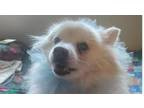 Adopt Idgy a American Eskimo Dog, Pomeranian