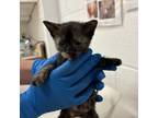 Adopt Scarlene_3 a Domestic Short Hair