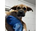 Adopt Soda Pop a Boxer