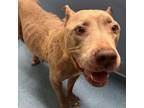 Adopt Dottie a Pit Bull Terrier