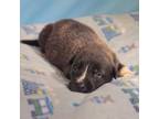 Adopt Viola a Pit Bull Terrier