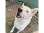 Adopt Ivory a Husky