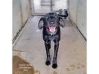 Adopt Imania a Labrador Retriever