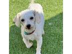Adopt Laurie Laurence a Bichon Frise