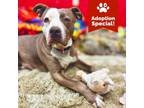 Adopt Dalilah - Likes Dogs and Toys! $25 ADOPTION SPECIAL! a Pit Bull Terrier