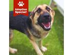 Adopt Aria - Playful Pup! Loves People and Dogs! a German Shepherd Dog