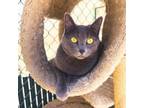 Adopt Stormi - Playful and Loving! a Domestic Short Hair
