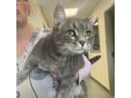 Adopt Sassy a Domestic Short Hair