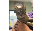 Adopt Connie - Adoptable a Domestic Short Hair