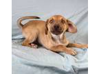 Adopt Shamrock a Mixed Breed