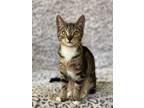 Adopt Millie Jo a Domestic Short Hair