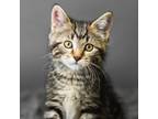 Adopt Water Fern Cakes a Domestic Short Hair