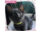 Adopt Lucky One a Domestic Short Hair