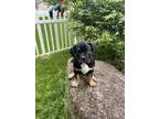 Adopt Fern a Mastiff, Mixed Breed