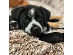 Adopt Totter Park a Australian Cattle Dog / Blue Heeler, Mixed Breed