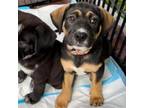 Adopt Teeter Park a Beagle, Mixed Breed