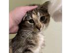 Adopt Smush a Domestic Short Hair