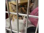 Adopt Cookie Girl a Domestic Short Hair