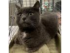 Adopt Periwinkle a Domestic Short Hair