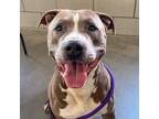 Adopt Blue a American Pit Bull Terrier / Mixed dog in Des Moines, IA (41414594)