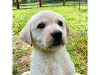 Adopt Tenille a Labrador Retriever, Mixed Breed