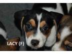 Adopt Easter Pups : Lacy a Beagle