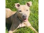 Adopt Khia a Mixed Breed