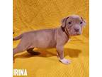 Adopt Irina a Mixed Breed