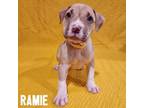 Adopt Ramie a Mixed Breed