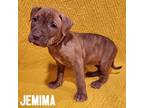 Adopt Jemima a Mixed Breed