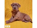 Adopt Roen a Mixed Breed